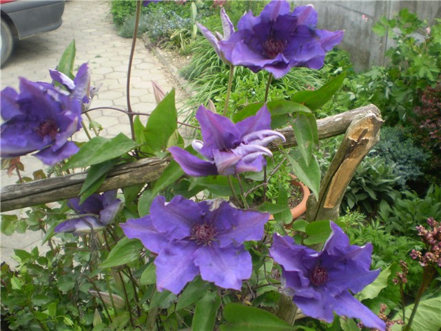 clematis